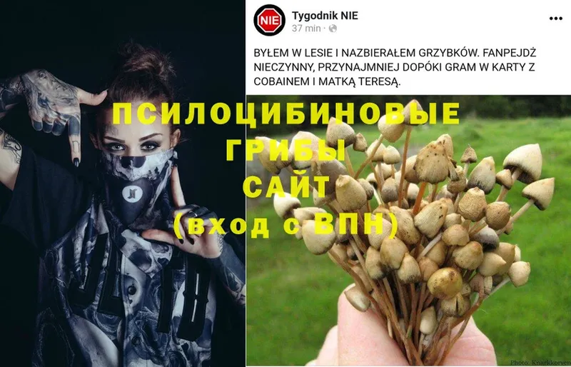 ссылка на мегу как зайти  Волоколамск  Псилоцибиновые грибы MAGIC MUSHROOMS 